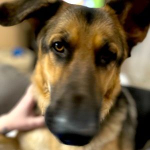 Meet your Posher, Sara